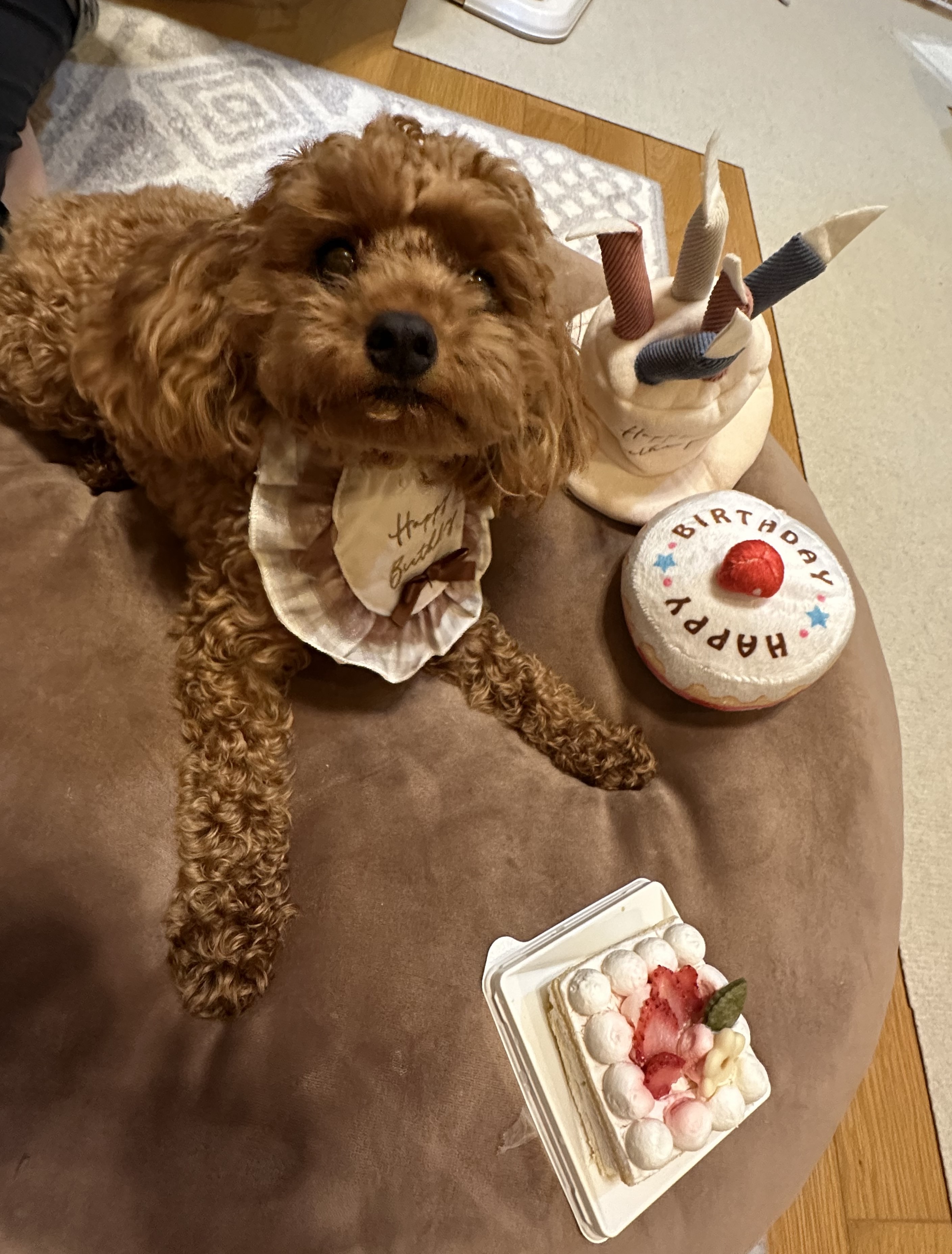 Cookie