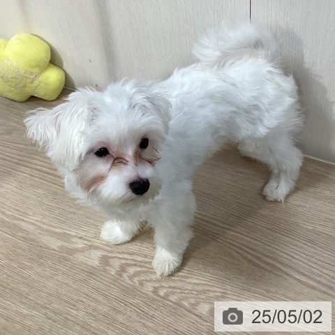 マルチーズの写真