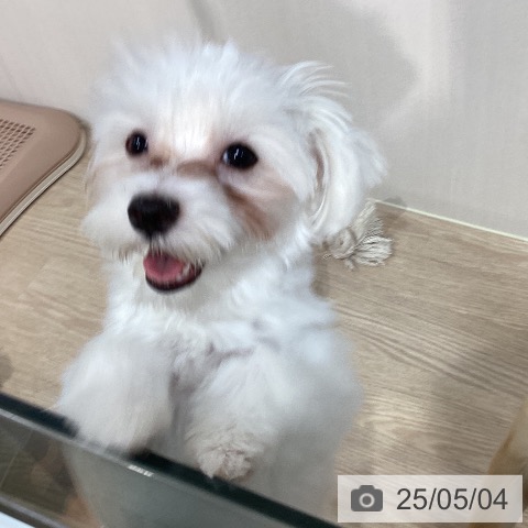 マルチーズの写真