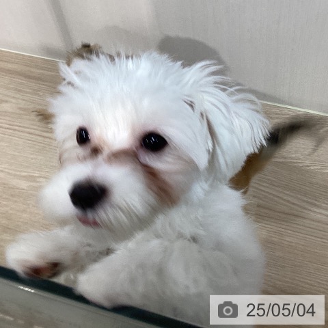 マルチーズの写真