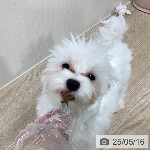マルチーズの写真