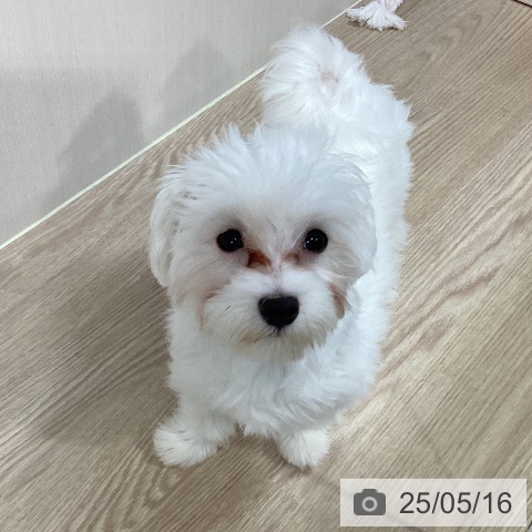 マルチーズの写真