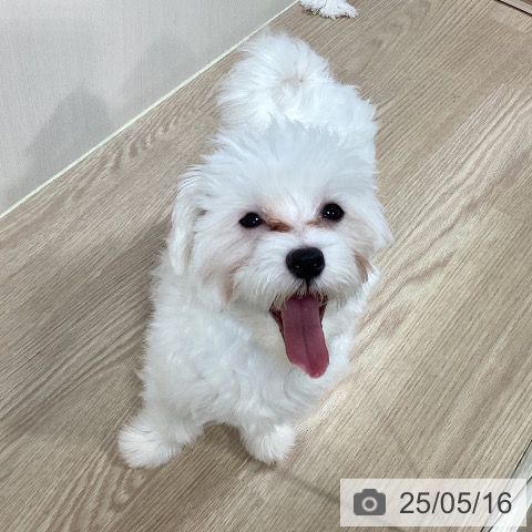 マルチーズの写真