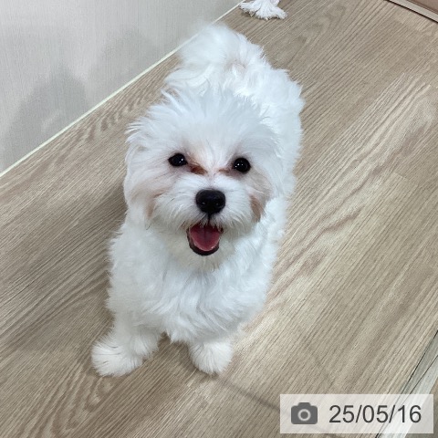 マルチーズの写真
