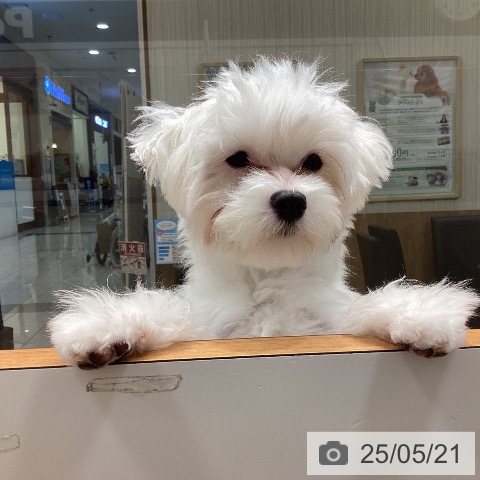 マルチーズの写真