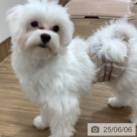 マルチーズの写真