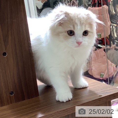 スコティッシュフォールドの写真