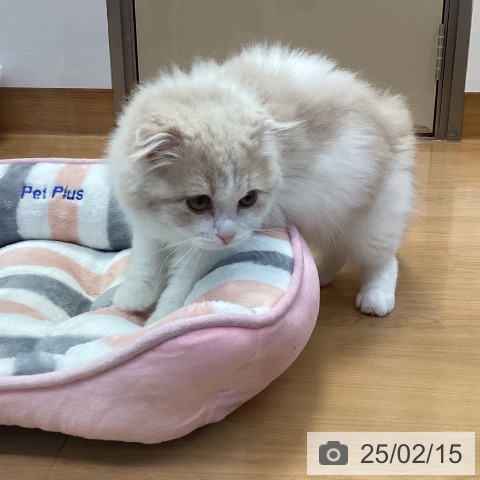 スコティッシュフォールドの写真