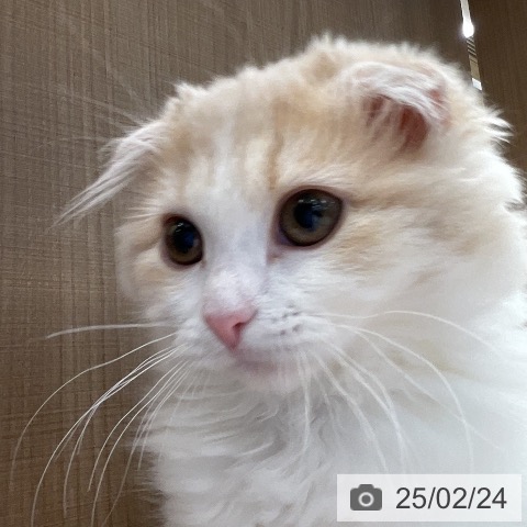 スコティッシュフォールドの写真
