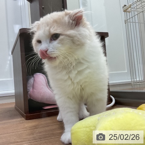 スコティッシュフォールドの写真