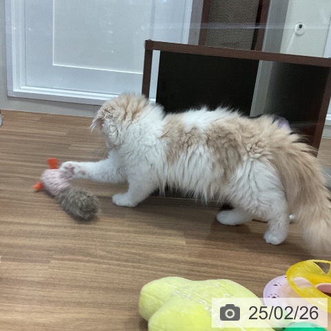スコティッシュフォールドの写真