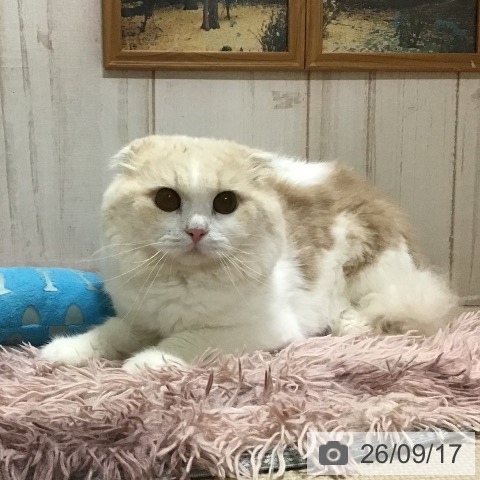 スコティッシュフォールドの写真