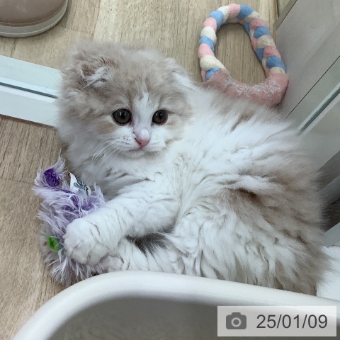 スコティッシュフォールドの写真