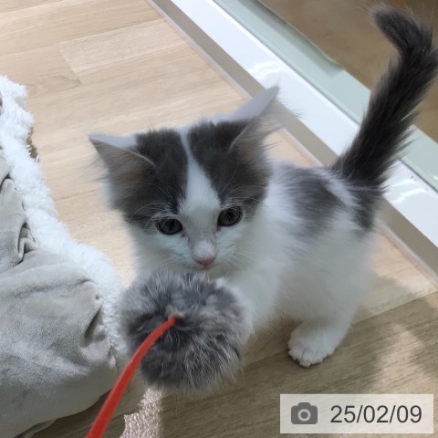 ペットプラス 宮崎店 | サイベリアンの詳細情報 | 子犬・子猫