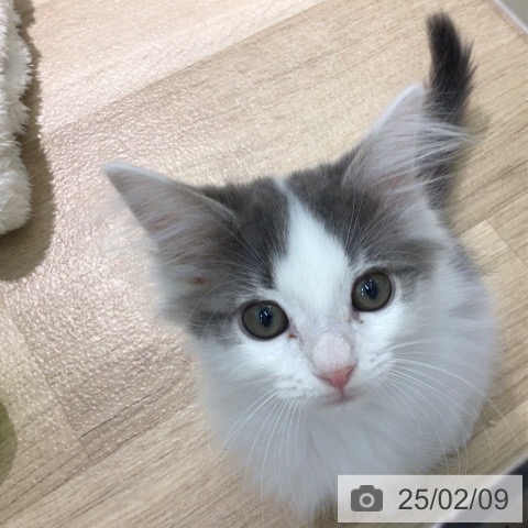 ペットプラス 宮崎店 | サイベリアンの詳細情報 | 子犬・子猫