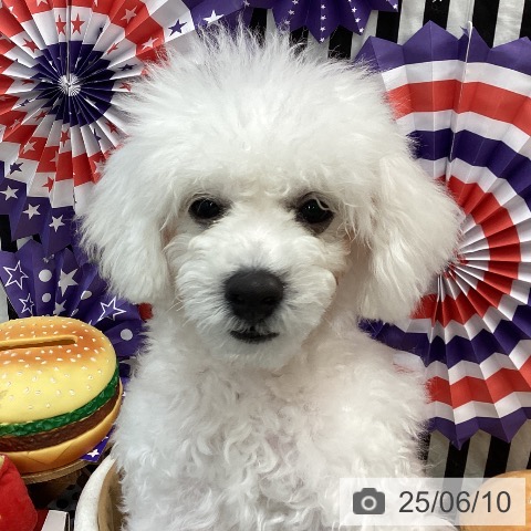ビション・フリーゼの写真