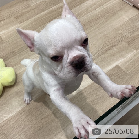 フレンチ・ブルドッグの写真