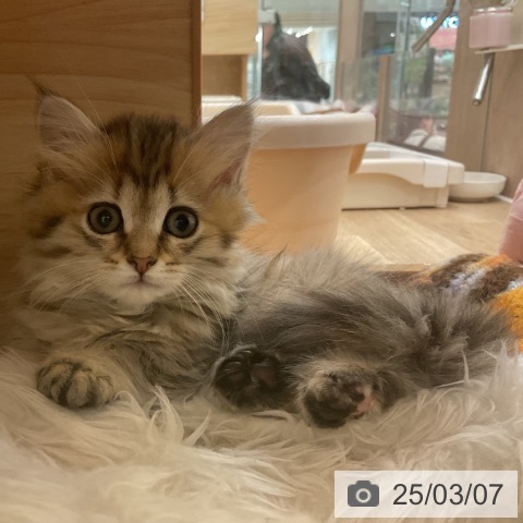 マンチカンの写真