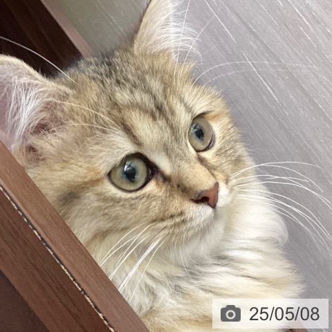 マンチカンの写真