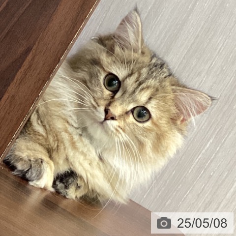 マンチカンの写真