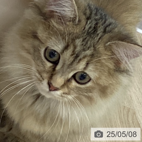 マンチカンの写真