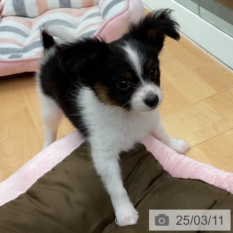 パピヨンの写真