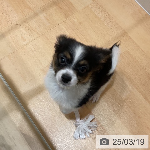 パピヨンの写真