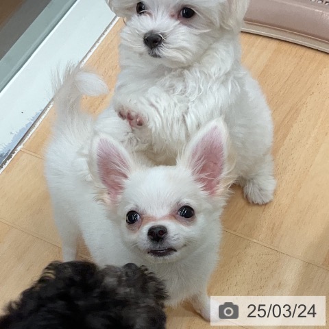 チワワの写真
