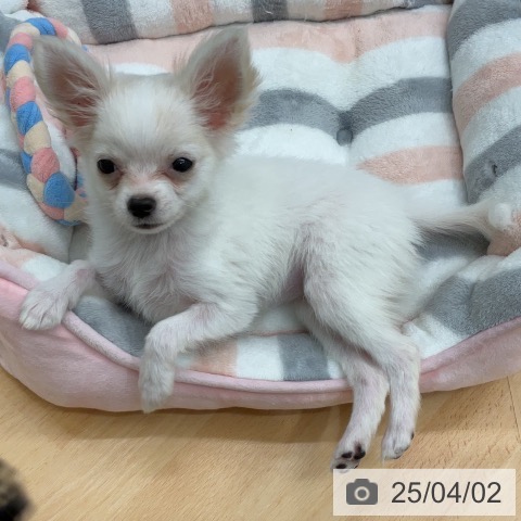 チワワの写真