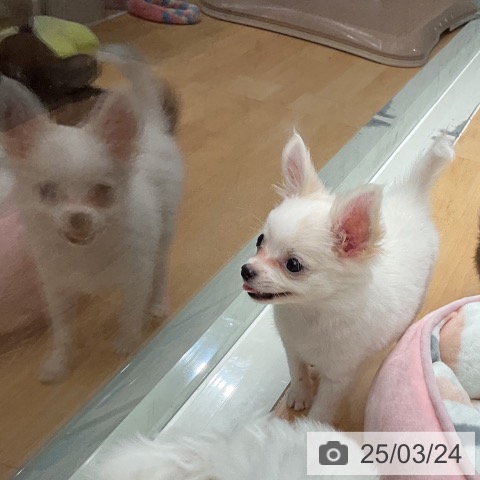 チワワの写真
