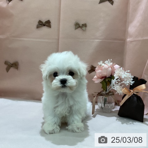 マルチーズの写真