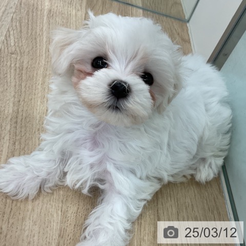 マルチーズの写真