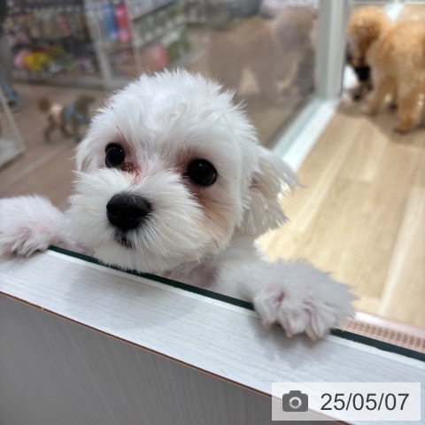 マルチーズの写真