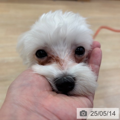 マルチーズの写真