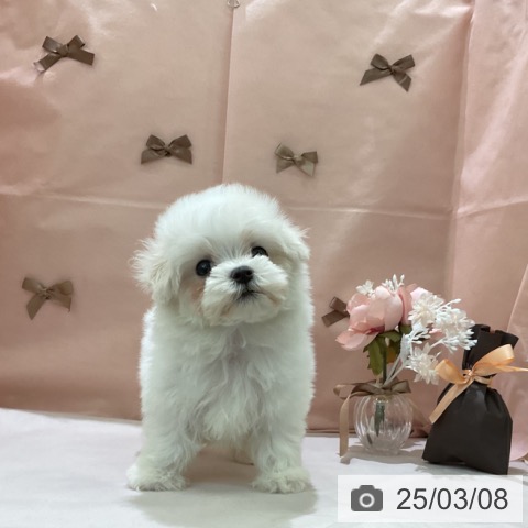 マルチーズの写真