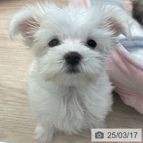 マルチーズの写真