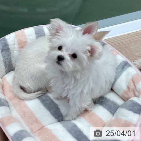 マルチーズの写真