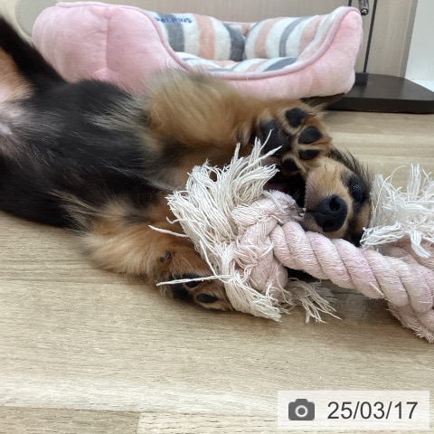 カニーンヘン・ダックスフンドの写真