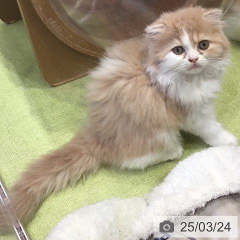 スコティッシュフォールドの写真