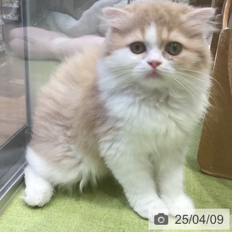 スコティッシュフォールドの写真