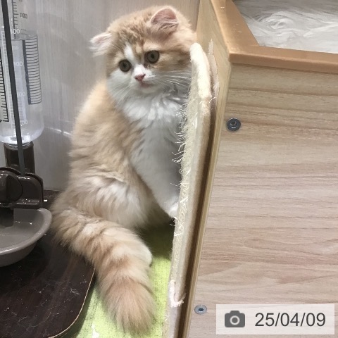 スコティッシュフォールドの写真