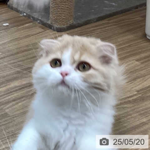 スコティッシュフォールドの写真