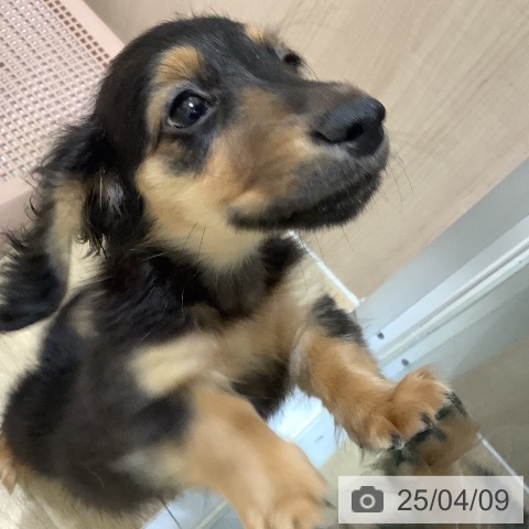 ミニチュア・ダックスフンドの写真