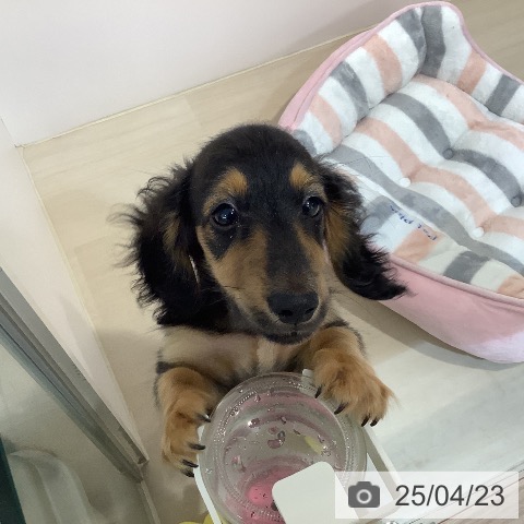 ミニチュア・ダックスフンドの写真