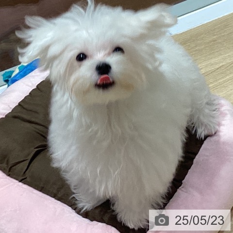 マルチーズの写真