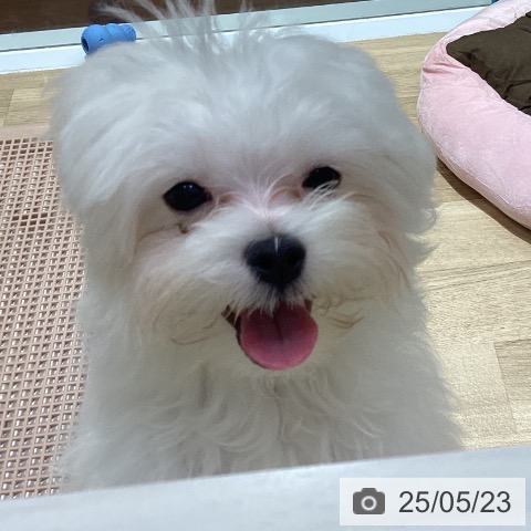 マルチーズの写真