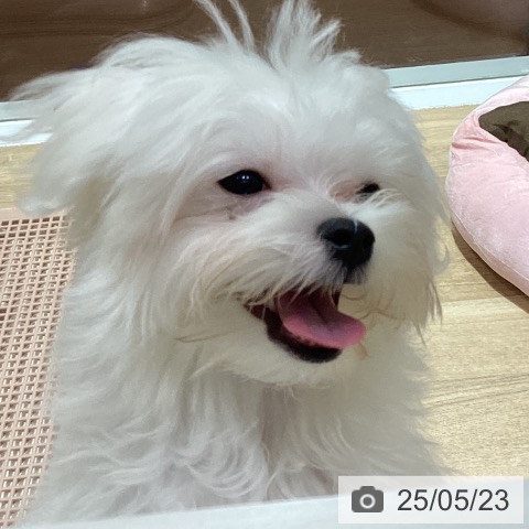 マルチーズの写真