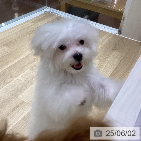マルチーズの写真