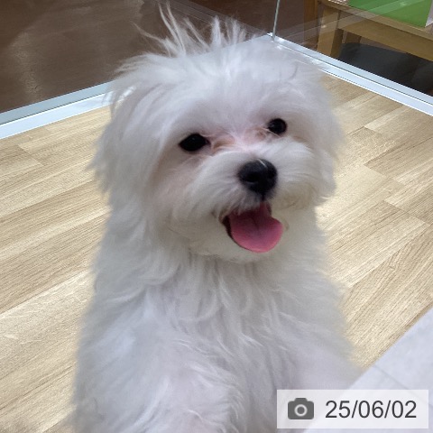 マルチーズの写真
