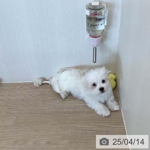 マルチーズの写真